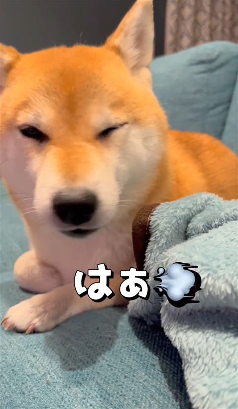 溜め息つくワンコ