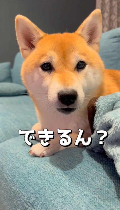 できるんテロップと柴犬