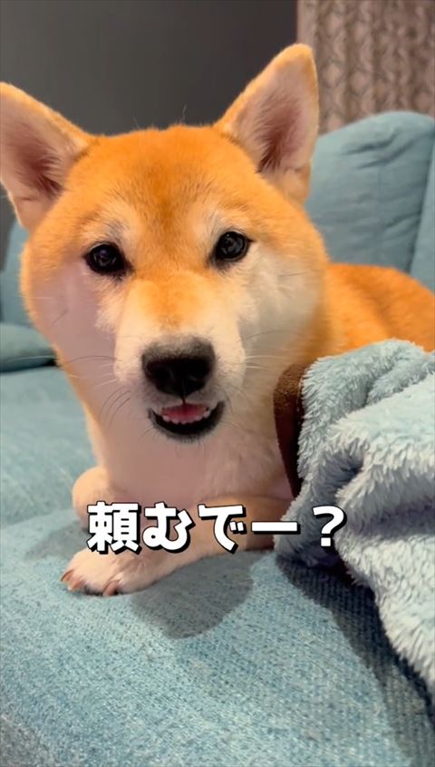 頼むでテロップと柴犬