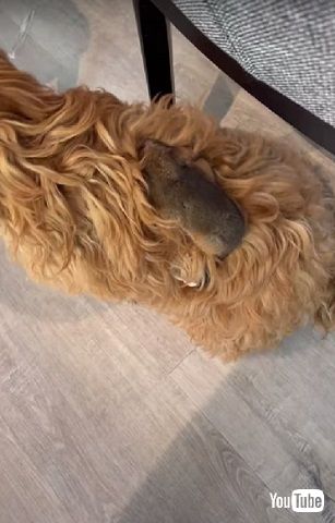 ワンコとポッサム