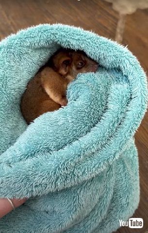 ワンコとポッサム