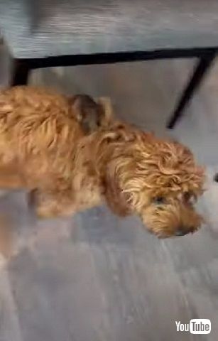 赤ちゃんポッサムを保護したワンコ