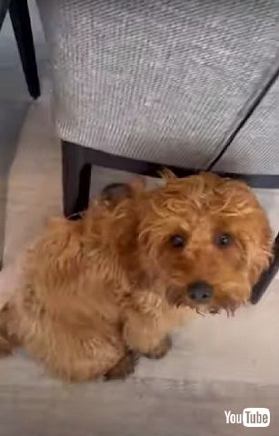 うれしそうなワンコ