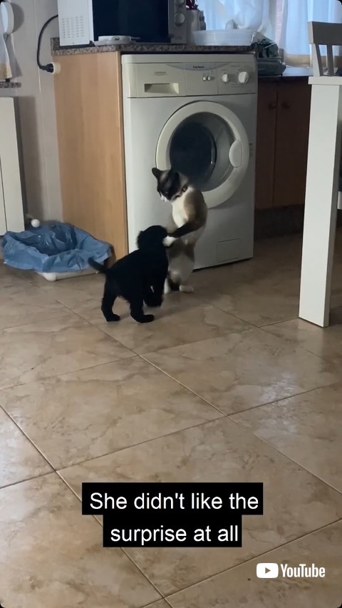 近寄らせない猫