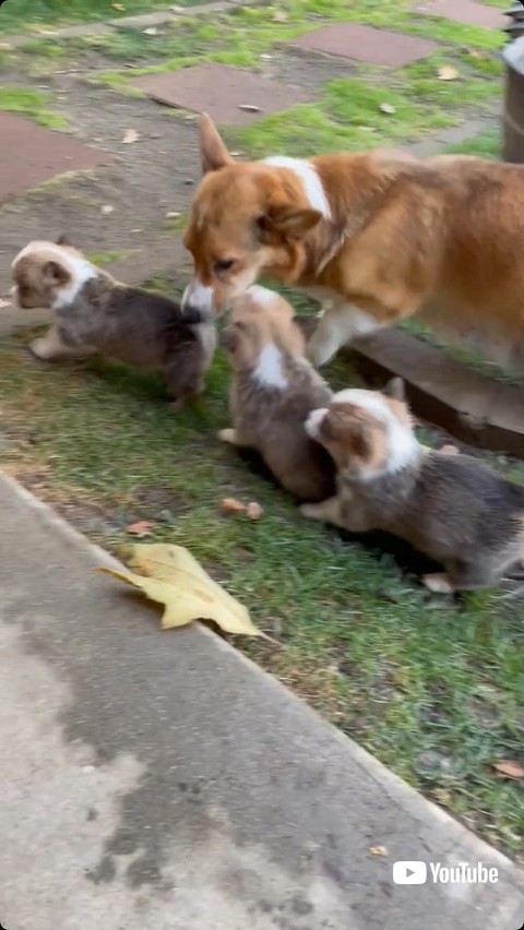 引き止められる子犬