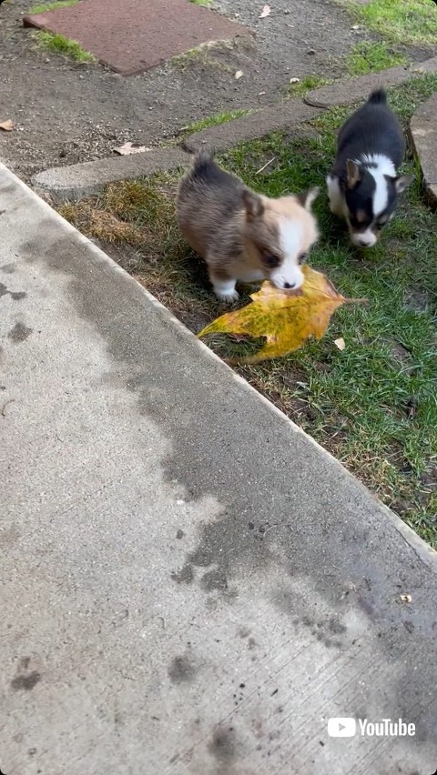 葉っぱをくわえる子犬