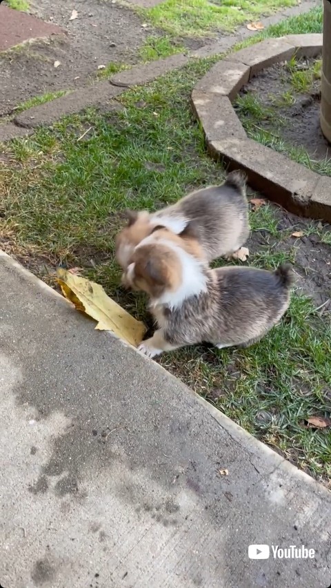 けんかを売る子犬