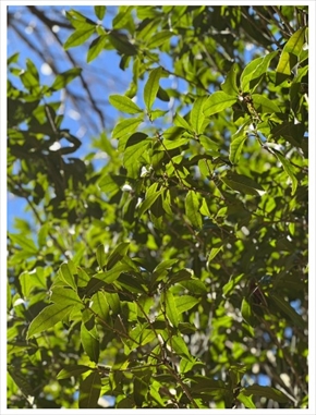 松居直美の愛猫、愛犬が眠る金木犀