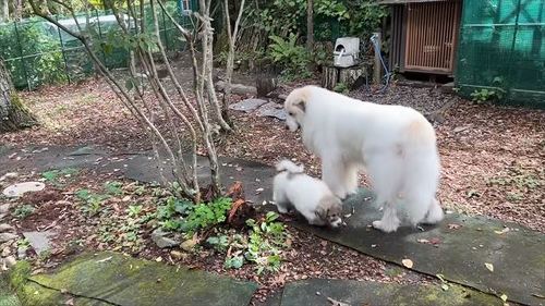 外で遊ぶ子犬