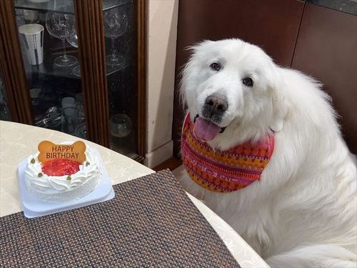 グレートピレニーズ