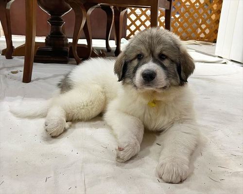 グレートピレニーズ