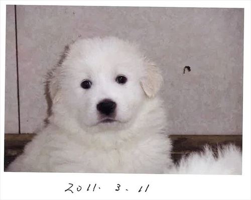 グレートピレニーズ