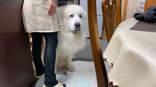 グレートピレニーズ