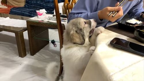 ゴハンを狙う子犬