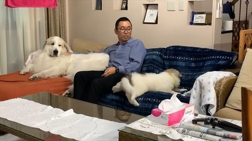 ソファにのぼる子犬