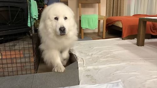 子犬から逃げる先輩犬