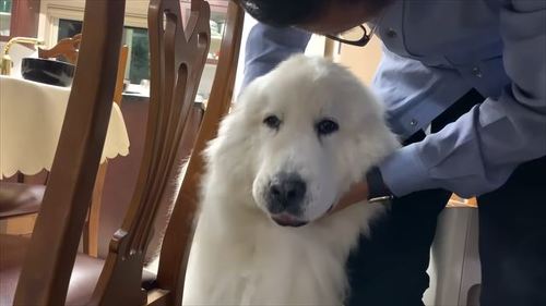 先住権をなぐさめる息子