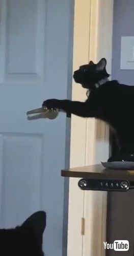 ドアを開ける猫