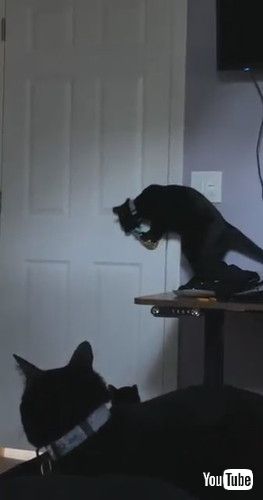 ドアを開ける猫