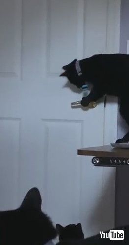 ドアを開ける猫