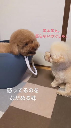 怒ってる兄犬をなだめる妹犬