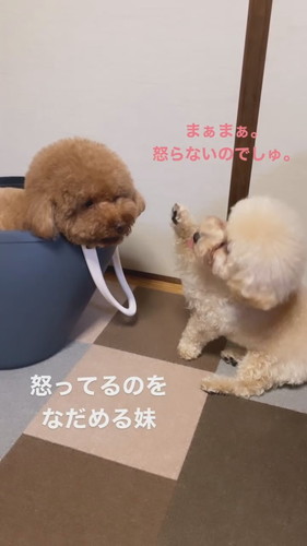怒ってる兄犬をなだめる妹犬