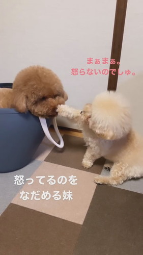 怒ってる兄犬をなだめる妹犬