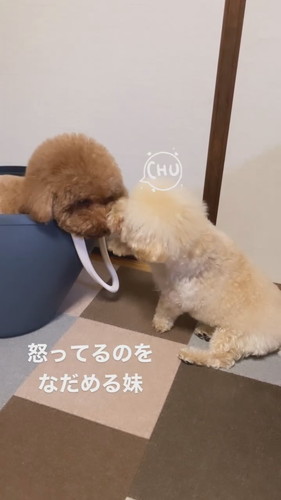 怒ってる兄犬をなだめる妹犬