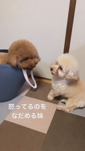 怒ってる兄犬をなだめる妹犬
