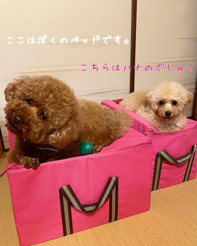 レオくんとハナちゃん