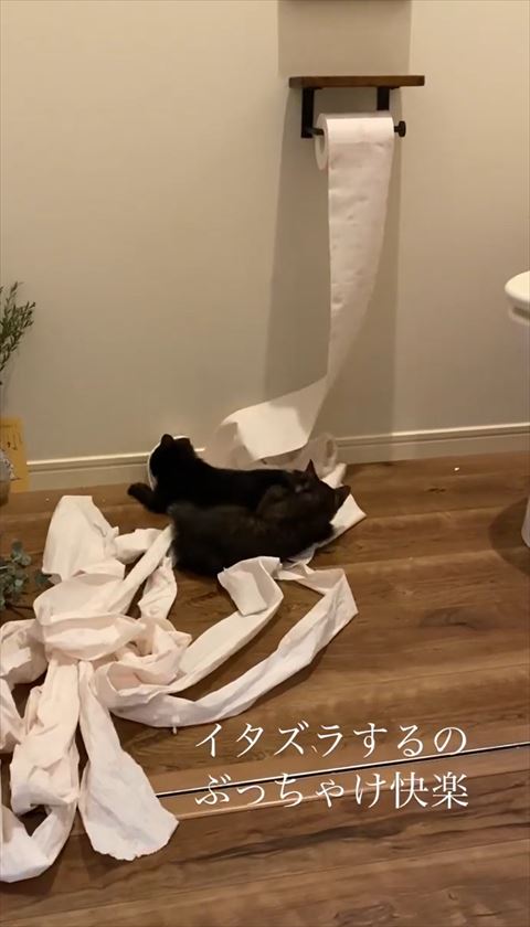 トイレットペーパーと猫