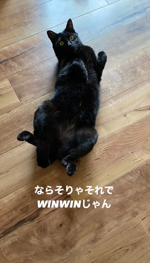 ヘソ天猫