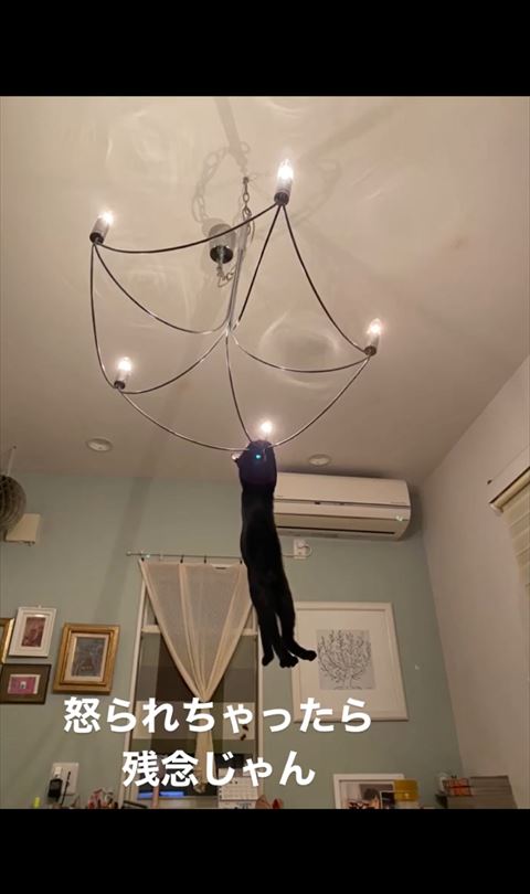 天井にぶらさがる猫