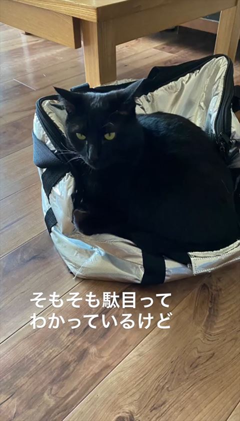 バッグの上でくつろぐ猫ちゃん