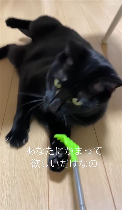 緑のもので遊ぶ猫