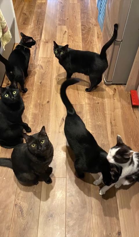 冷蔵庫近くに集まってくる猫ちゃんたち