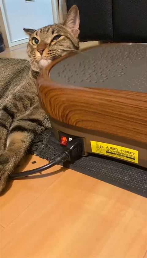 マッサージ機に寄りかかって見上げる猫ちゃん