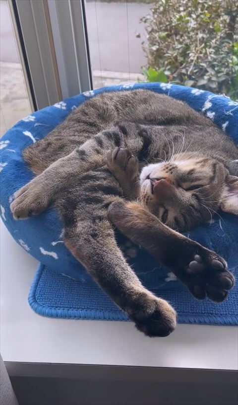 ベッドからはみ出して寝てる