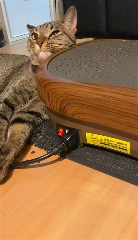 マッサージ機に寄りかかってもっと見上げる猫ちゃん