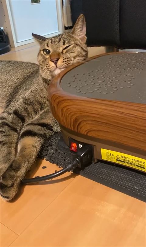 片目つぶる猫ちゃん