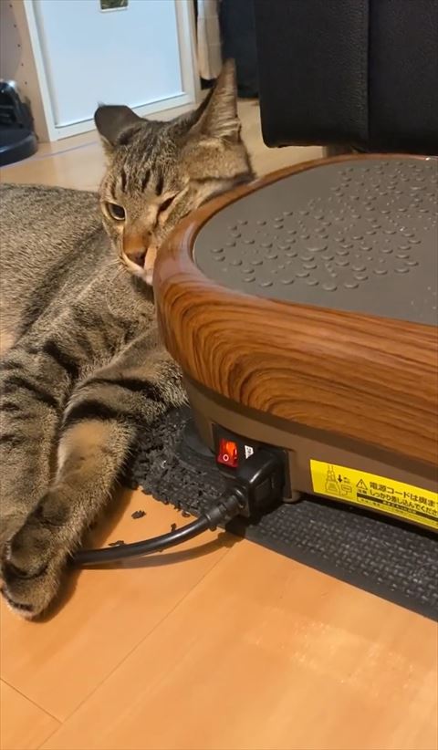 下向く猫ちゃん