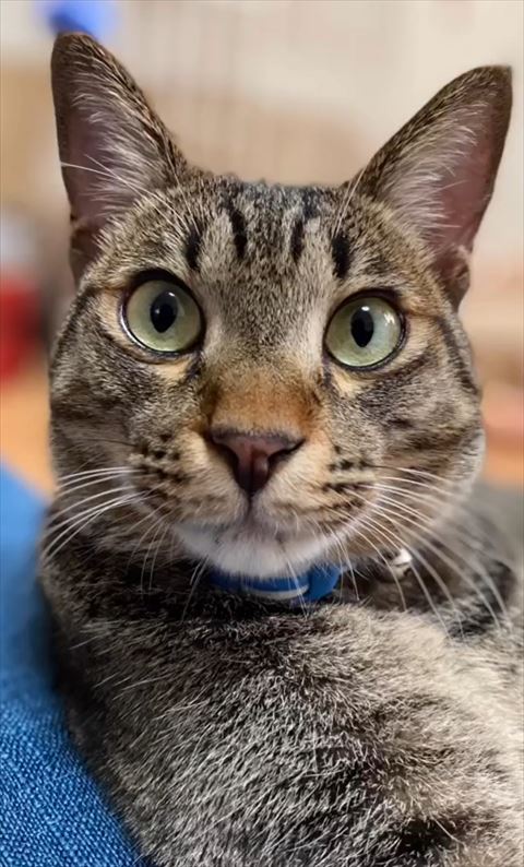 猫ちゃんアップ正面