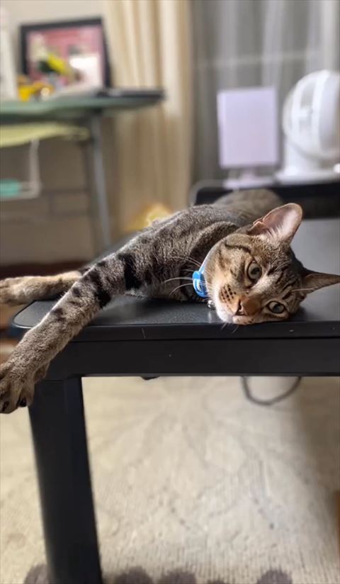 テーブルの上で寝る