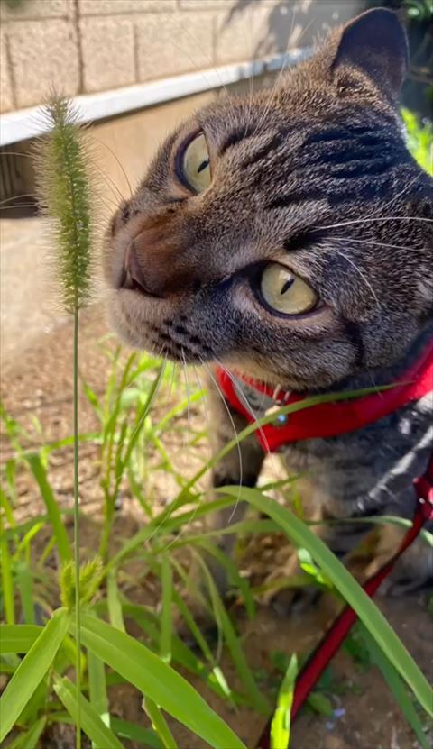 猫じゃらしと猫