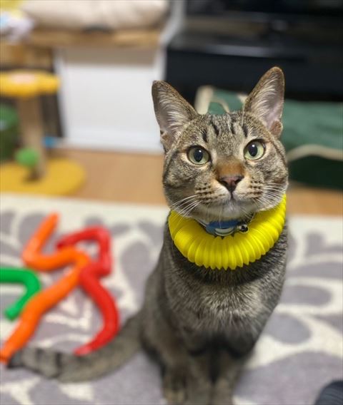 首に黄色いおもちゃつけてる