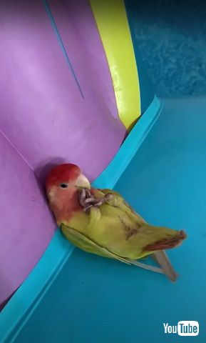 リラックスする鳥さん