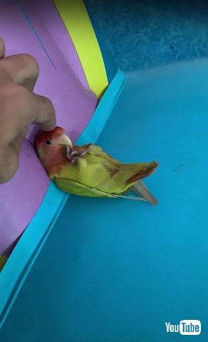 リラックスする鳥さん