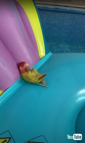 リラックスする鳥さん