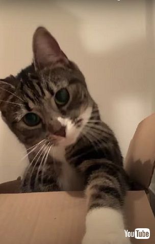 インカメラを見た猫