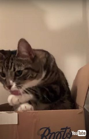 びっくりする猫